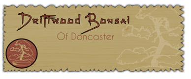 Driftwood Bonsai - Buy Bonsai Trees UK