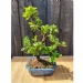 Azalea