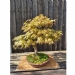 Maple